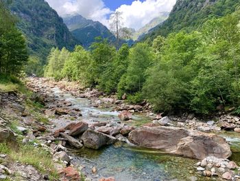 Scenic view of stream flowing through rocks in forest