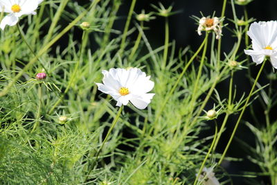 Close-up of white flowering plants on field