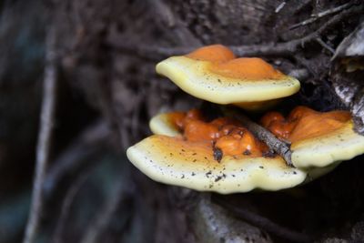 Close-up of a mushroom