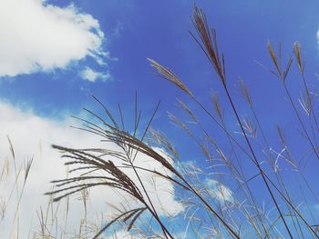 Close-up of wheat plants against blue sky