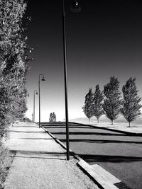 Trees along street light