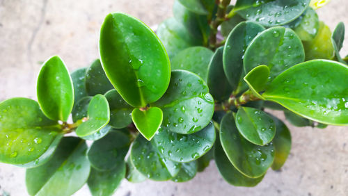 Close-up of ficus microcarpa leaves