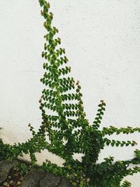 Close-up of ivy growing on tree