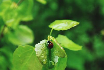 Close-up of ladybug on leaf