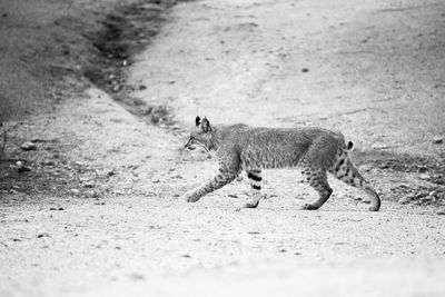 Young bobcat creeping across the sonoran desert of arizona, usa.