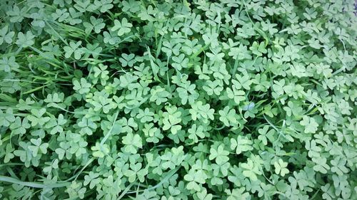 Full frame shot of plants