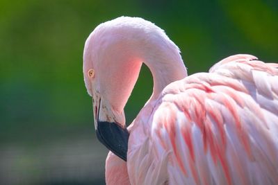 Close-up of bird