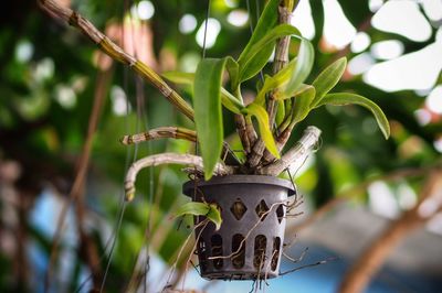 Close-up of fresh green plant