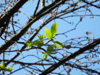 Low angle view of tree against sky