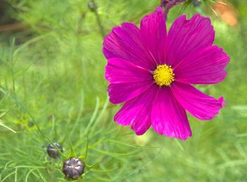 Close-up of pink cosmos flower