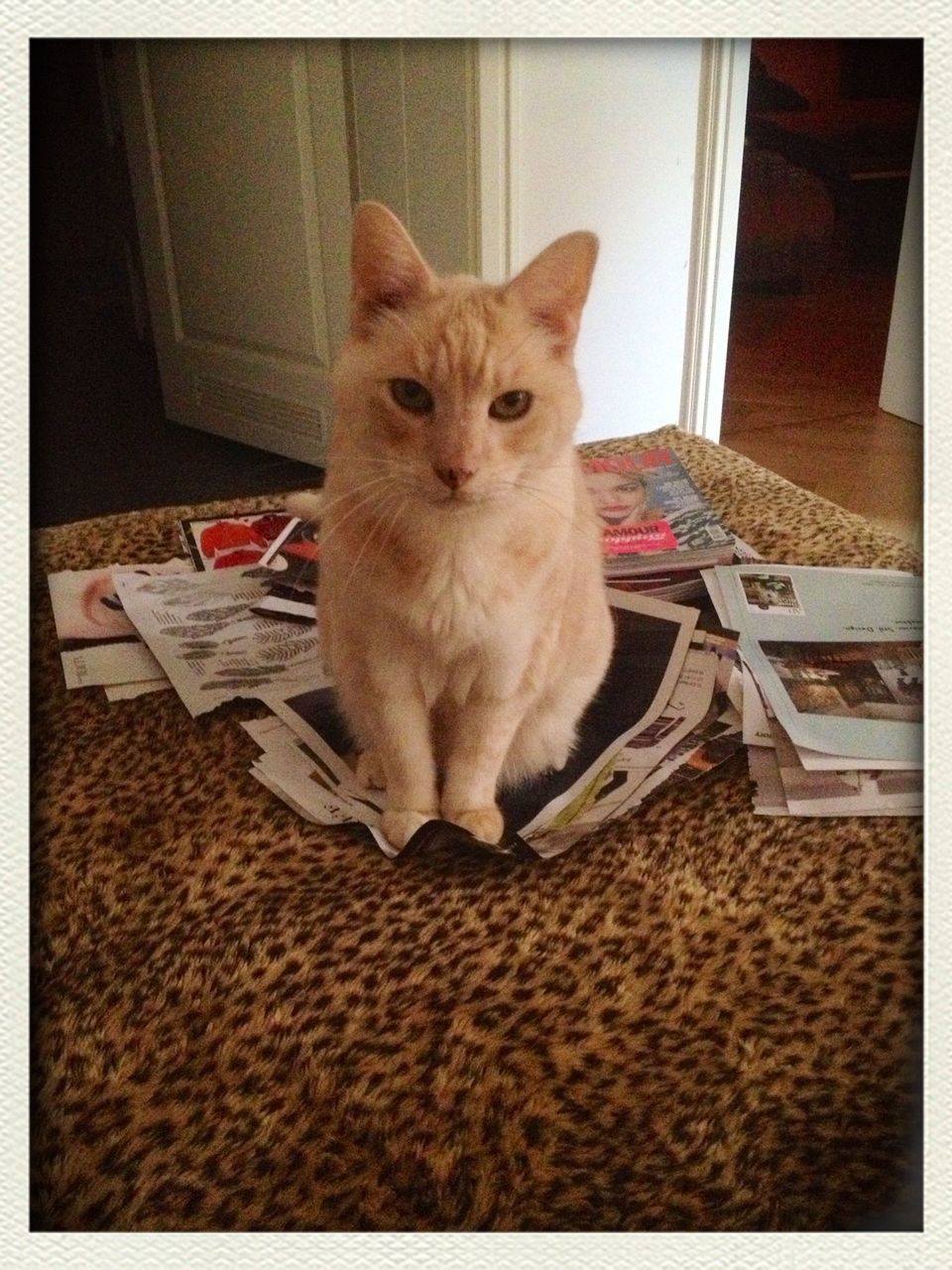 transfer print, domestic cat, pets, one animal, cat, domestic animals, animal themes, auto post production filter, feline, mammal, indoors, portrait, whisker, looking at camera, relaxation, sitting, home interior, full length, lying down, front view