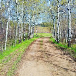 Narrow pathway along trees