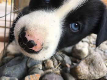 Close-up portrait of dog