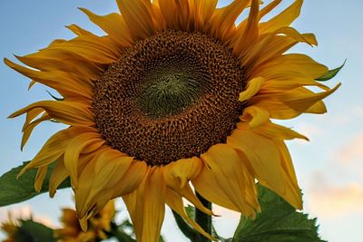 Close-up of sunflower