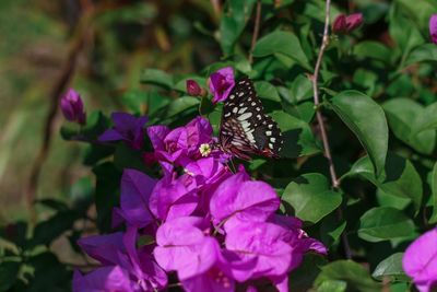 Close-up of butterfly on purple flowering plant