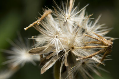 Close-up of dandelion