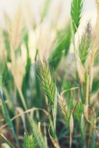 Close-up of wheat growing on field