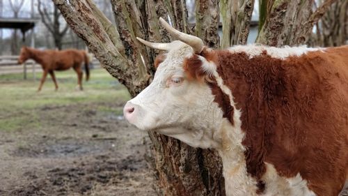 Cow standing in a field