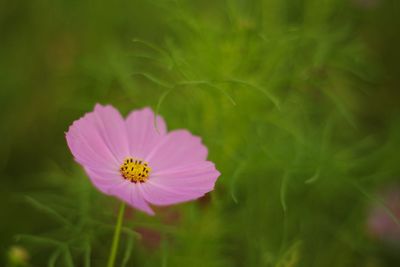 Close-up of pink cosmos flower