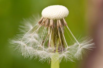 Macro shot of dandelion flower