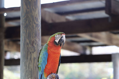 Close-up of parrot perching on wooden post