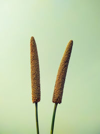 Close-up of plant against white background