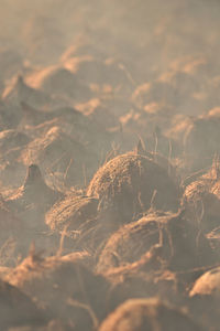 Close-up of plant on field against sky