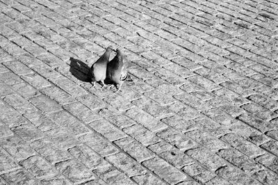 High angle view of pigeons on footpath during sunny day