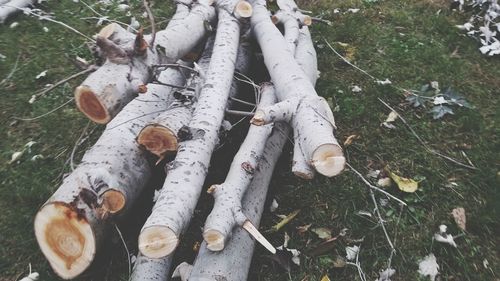 High angle view of logs on field in forest