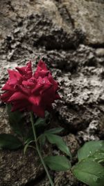 Close-up of red rose