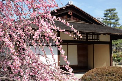 Low angle view of pink flowering tree by building