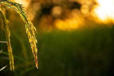 Close-up of crops on field during sunset