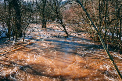 Scenic view of river in forest during winter