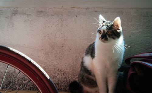 Portrait of cat sitting on car