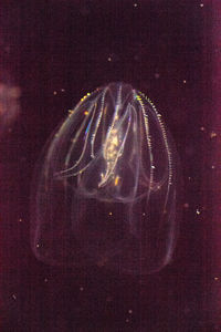 Close-up of jellyfish swimming in sea