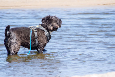 Dog on beach