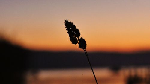 Close-up of plant at sunset