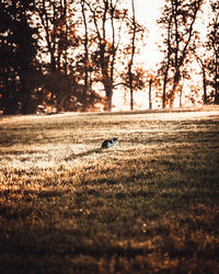 View of horse on field