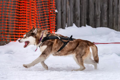 Dog on snow covered land