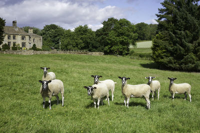 Sheep grazing on field