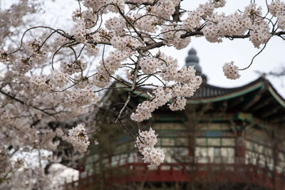 Low angle view of cherry blossom tree