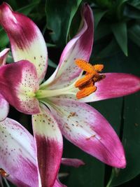 Close-up of pink flower