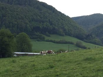 Scenic view of grassy field