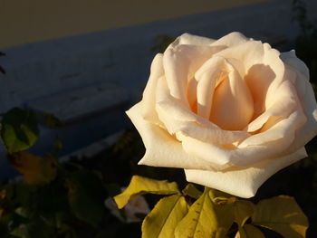 Close-up of rose plant