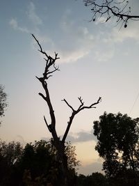 Close-up of silhouette tree against sky