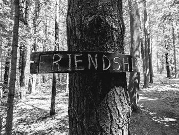 Information sign on tree trunk in forest