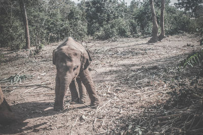 Elephant standing on field in forest