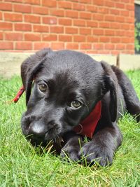 Portrait of black dog relaxing on grass