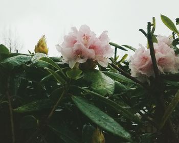 Close-up of water drops on pink flowers against sky