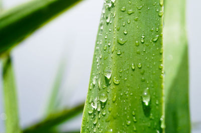 Close-up of water drops on leaf